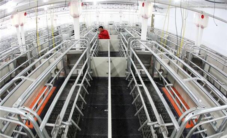 最賺錢規模養豬場建場指南！一個合理的豬場你就成功50%了！
